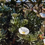 Casa Rubinacci Apartment Naples