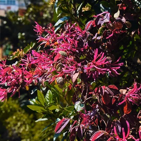 Casa Rubinacci Apartament