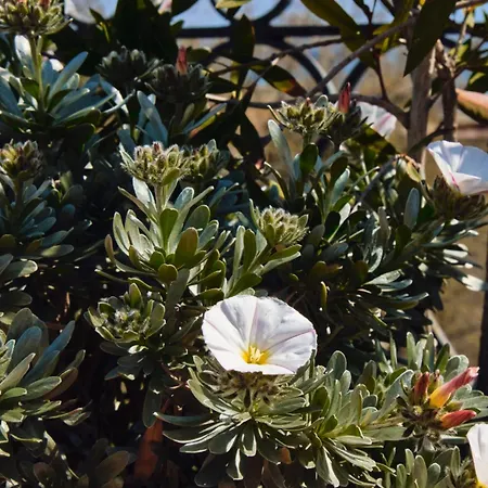 Casa Rubinacci Appartement Napels